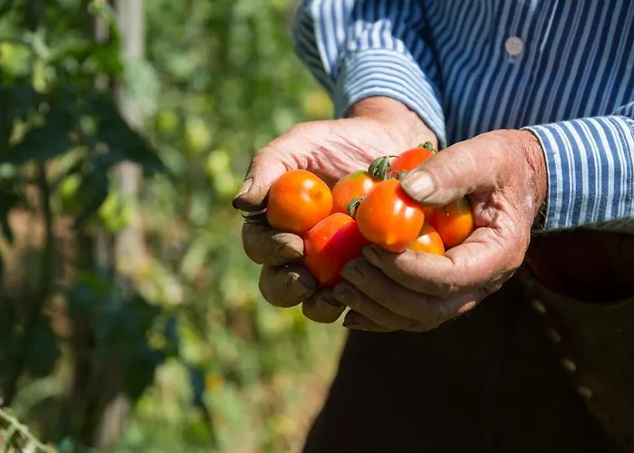 Ξενοδοχείο Zi'ntonio 3*